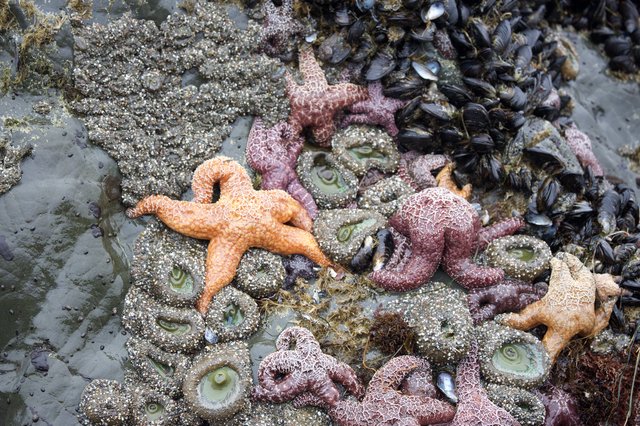 Colorful Sea Stars and Mussels in Tidal Pool