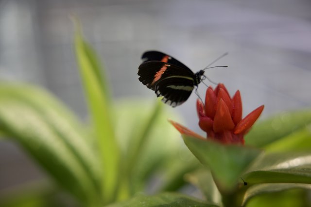 A Delicate Dance: Butterfly meets Geranium, 2024