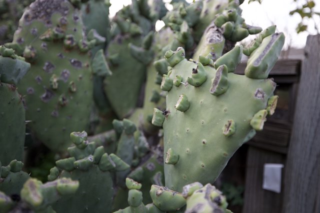 Prickly Pear Cactus Pad Close-Up with Fence