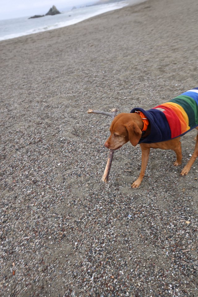 Proud Vizsla Carries Driftwood Stick on Rocky Beach