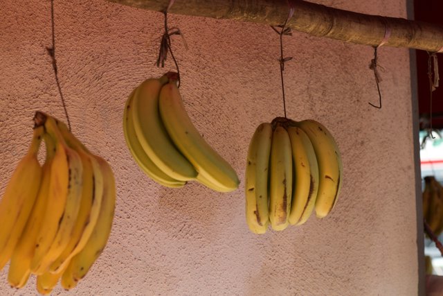 Abundant Banana Harvest