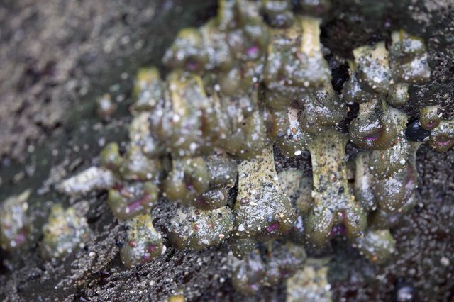 Encrusting Sea Life Colonizes Rocky Intertidal Zone