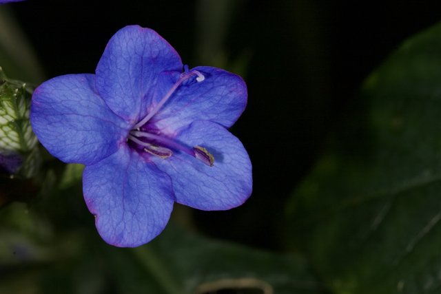 Serene Blue Geranium