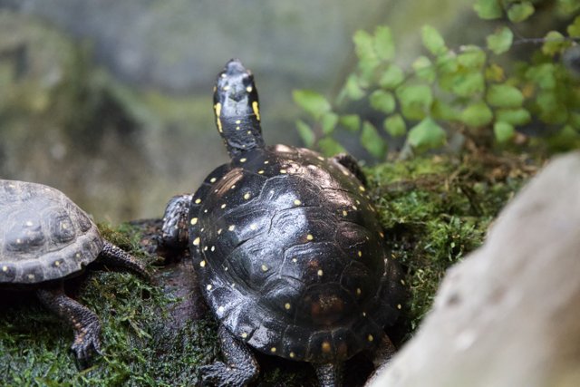 Nature's Guardians: Turtle Companions