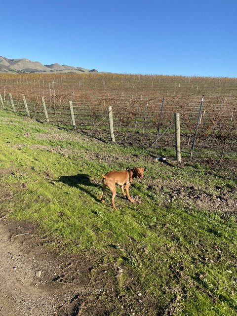 A Puppy's Day Out in the Vineyard