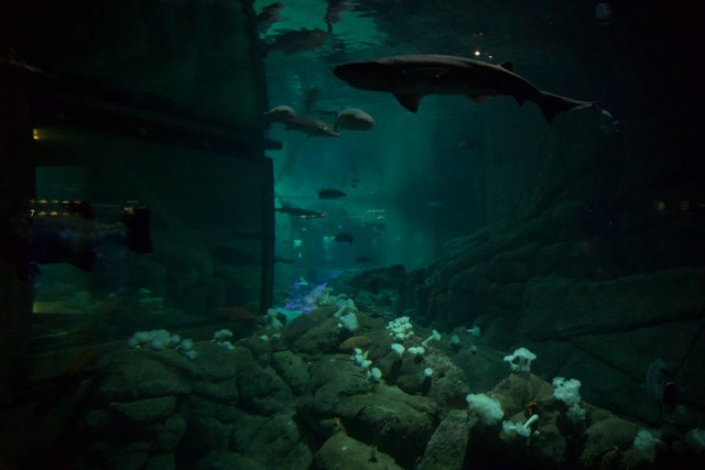 Mystique of the Deep: Encounter with Sharks at Monterey Bay Aquarium