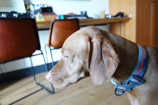 Weimaraner Dog Resting in Modern Home Office