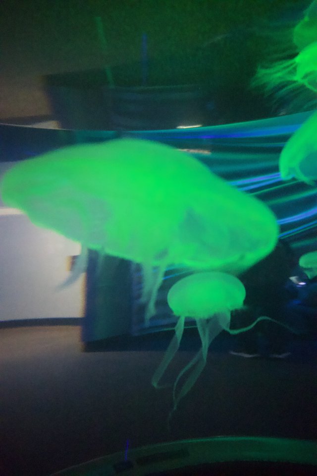 Glowing Green Jellyfish Display in Aquarium Tank