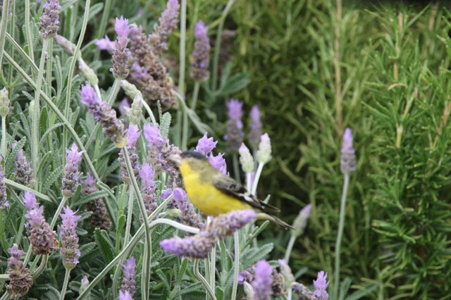 Yellow-Breasted Bird Foraging in Lavender Flowers