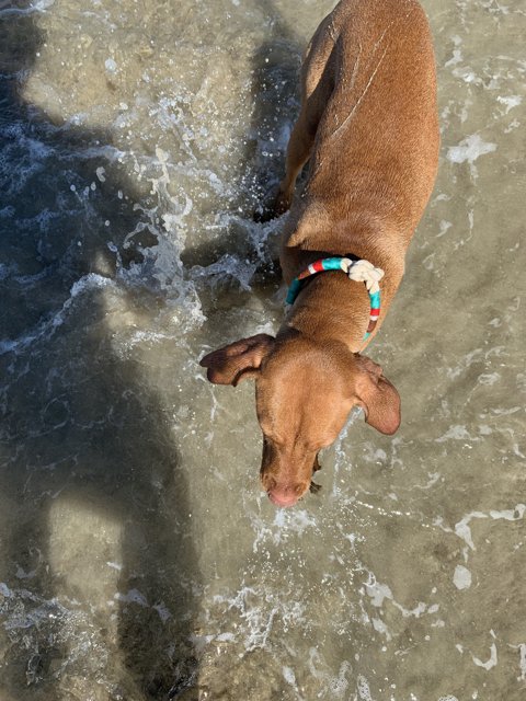 Canine Water Adventures