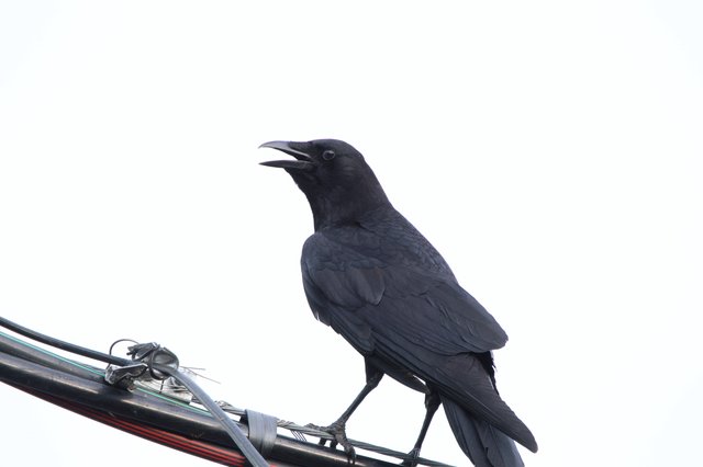 American Crow Calling from Power Line Perch