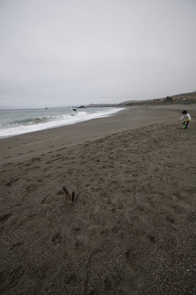 Child Explores Misty Northern California Coastline