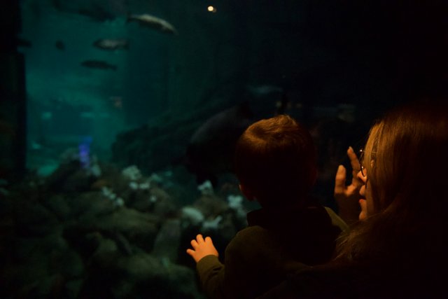 Exploring the Depths: A Family Day at Monterey Bay Aquarium