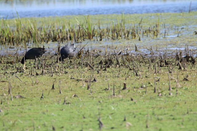 American Coots Foraging in Harvested Rice Field Wetland
