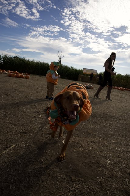 Paws and Pumpkins: A Stroll at Halfmoon Bay