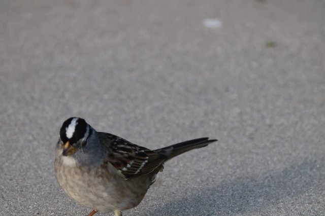 White-crowned Sparrow Resting on Pavement at Drakes Beach