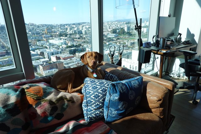 Dog's View: Relaxing on the Couch with a City Scape