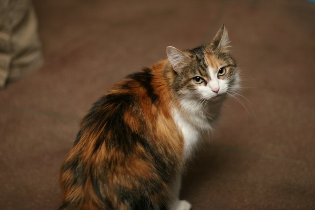 Calico Cat Poses for the Camera