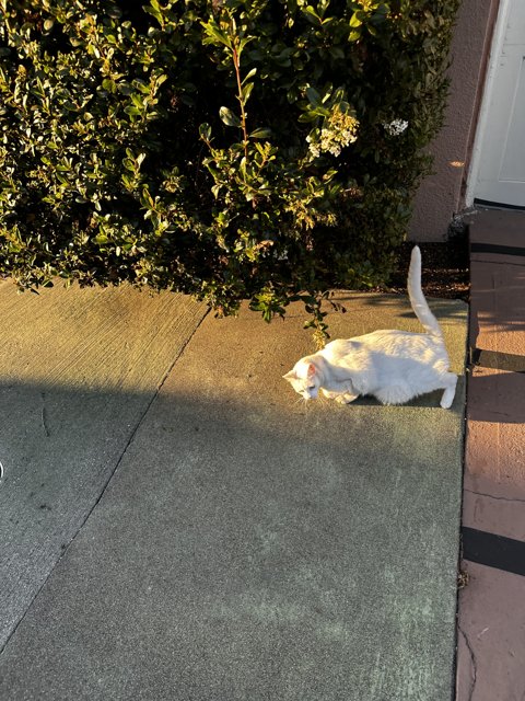 White Cat Taking a Break on the Sidewalk