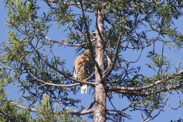 Majestic Hunter in the Pines