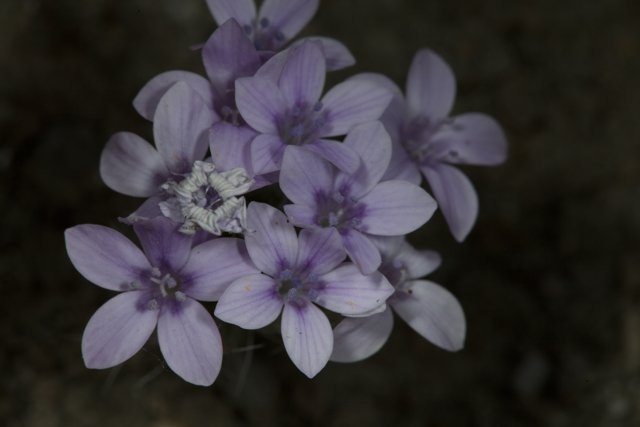 Purple Geraniums