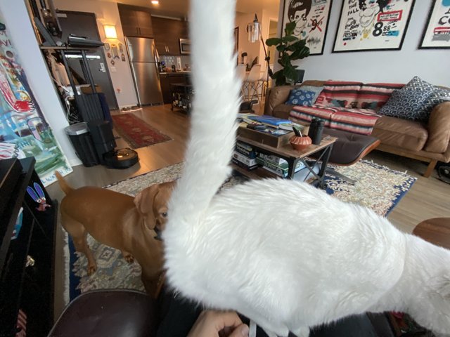 White Cat Takes Over Living Room Lap