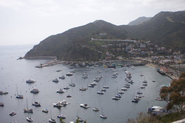 A Bird's-Eye View of the Bustling Catalina Harbor