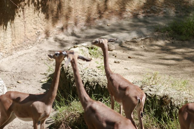 A Herd of Graceful Gazelles