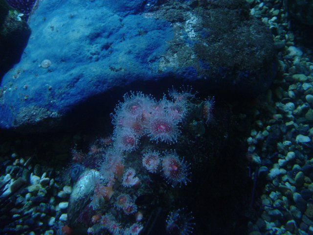 Sea Urchins on a Rocky Coral Reef