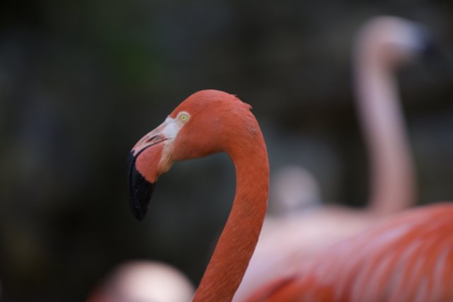 Majestic Flamingo Close-Up
