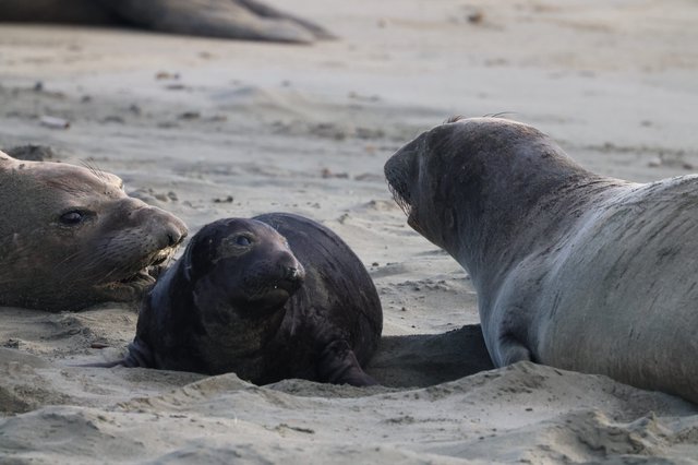 Elephant Seal Social Interaction at Drakes Beach
