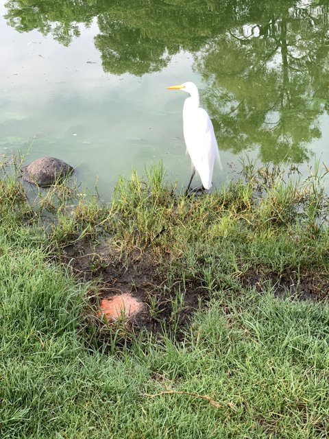 Serene Egret by the Pond