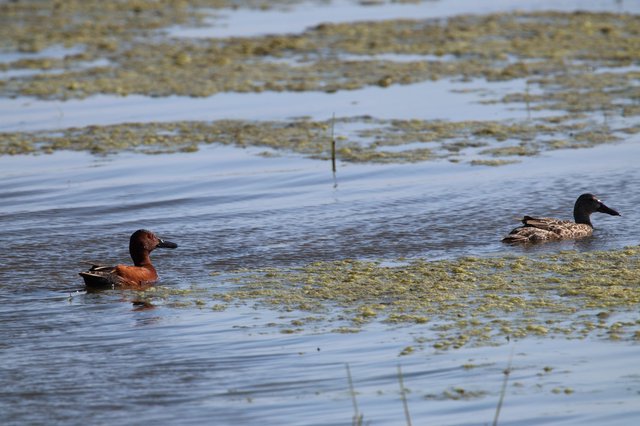 Cinnamon Teal Pair Swimming in Wetland Habitat