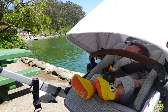 Baby in Stroller Enjoying Lakeside Park Day