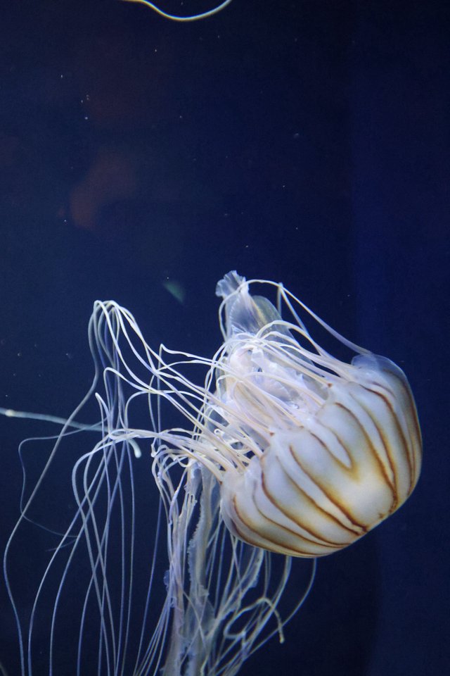 Translucent Jellyfish Drifting in Deep Ocean Waters
