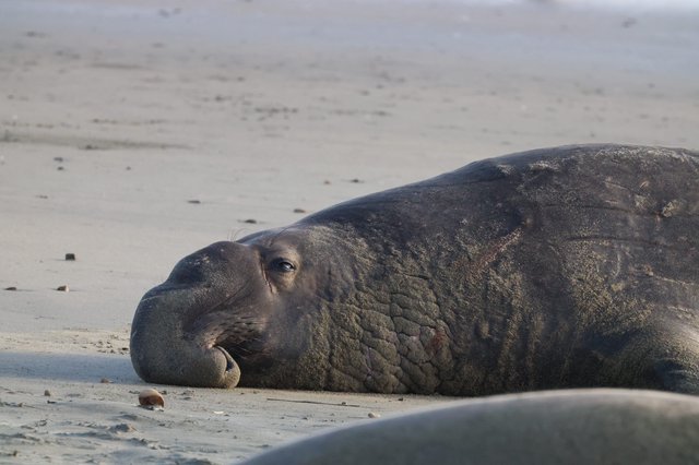 Elephant Seal Resting on Sandy Beach at Dusk