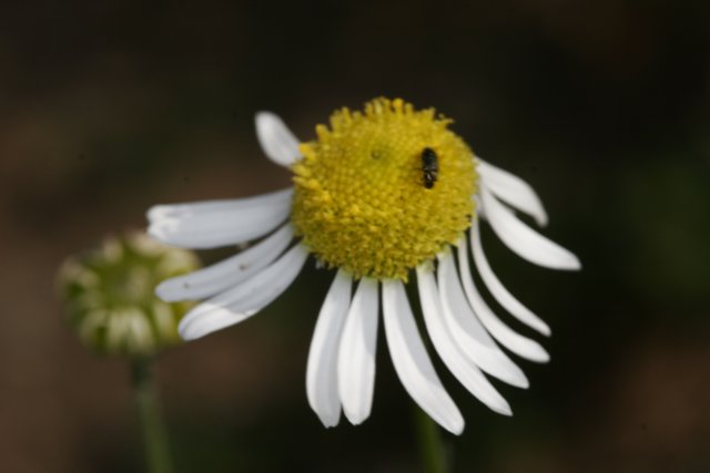 A Bee on a Daisy Flower