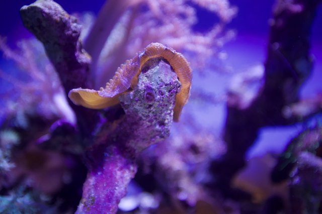 Seahorse Among Purple Coral in Marine Aquarium