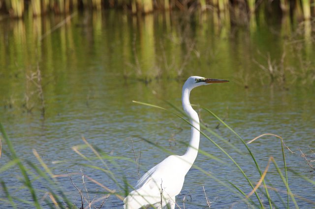 Great Egret Wading in Wetland Marsh