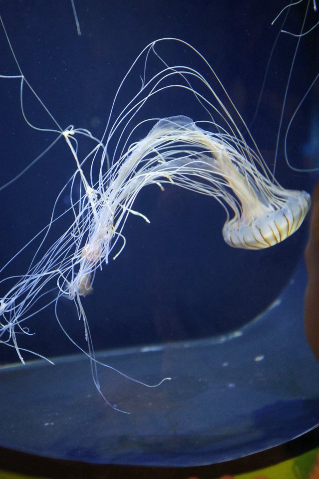 Ethereal Jellyfish Dancing in Deep Blue Waters