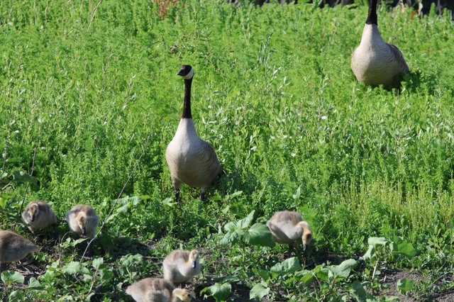 Canada Goose Family Foraging in Wetland Grassland