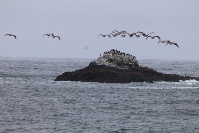 Pelicans in Formation Over Coastal Sea Stack