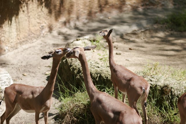 Grazing Impalas with Antelopes