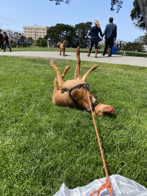 Playful Pup Enjoying the Sunny Grass