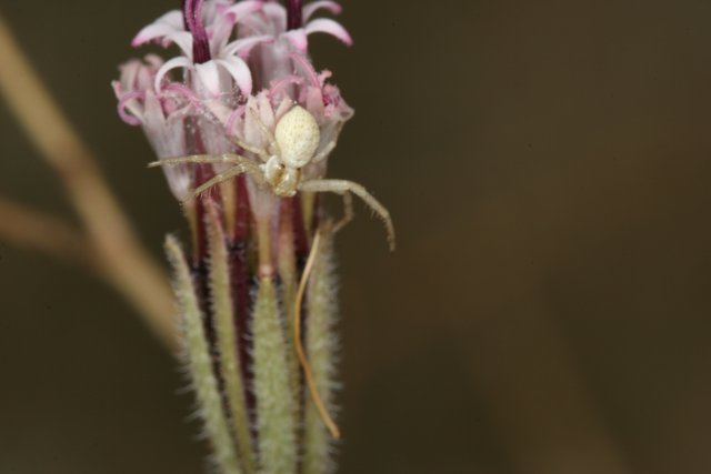 Garden Spider on a White Flower