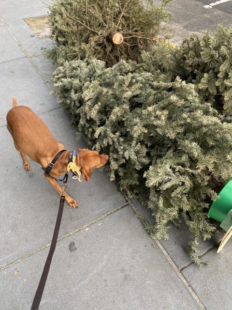 Christmas Sniffing Adventure