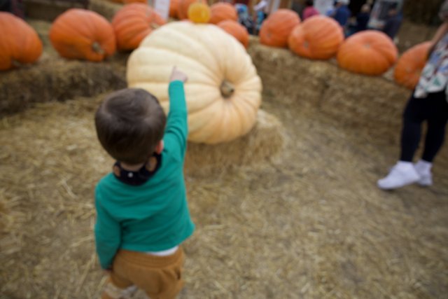 Autumn Wonders at the Pumpkin Patch