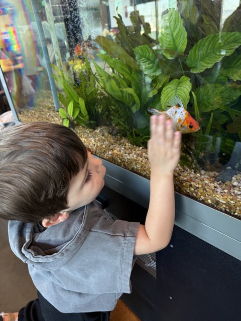 Curious Glances at the Aquarium
