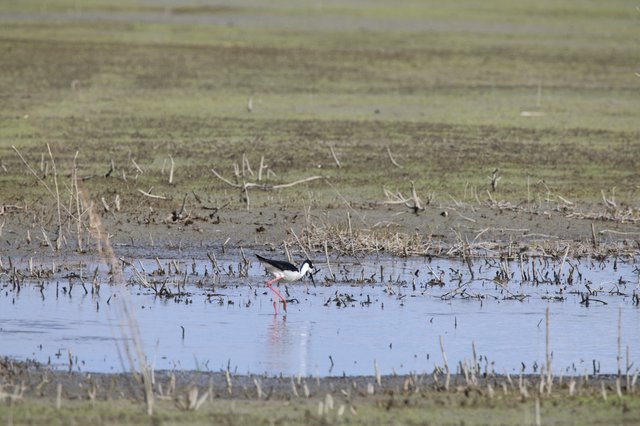 Black-necked Stilt Foraging in Flooded Agricultural Field