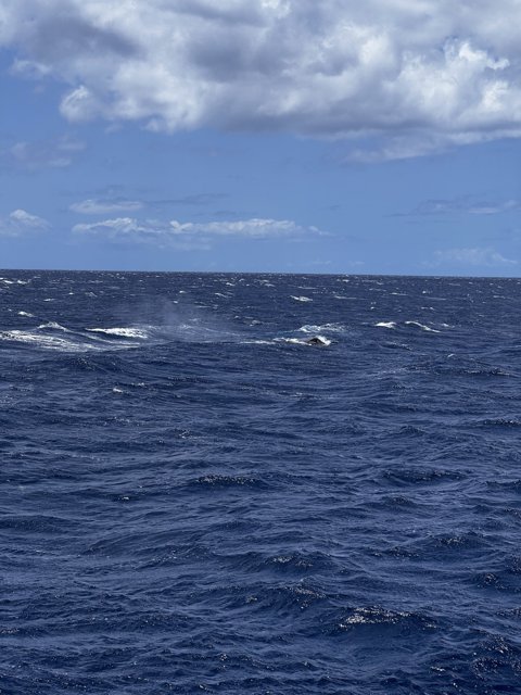 Majestic Whale in the Hawaiian Waters